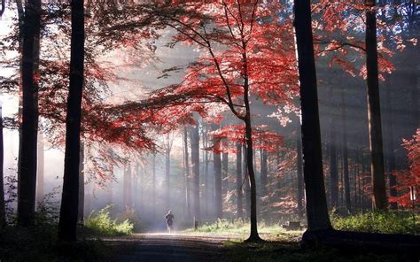 Nature Landscape Park Trees Fall Mist Leaves Bench Sun Rays Morning Red