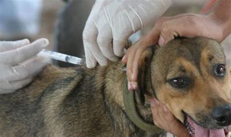 Tratamiento De La Rabia Canina Consejos Y Prevención Wakyma