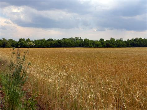 Free Images Landscape Nature Horizon Marsh Sky Farm Meadow