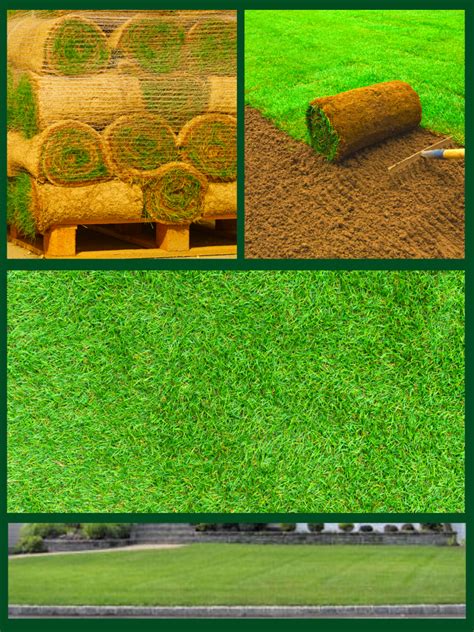 Grass Seed And Sod Basics Landscaping