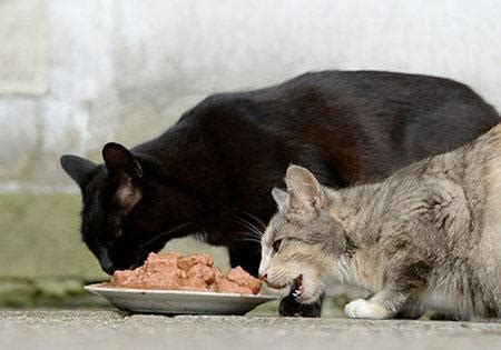 1 best cat food for older cats. Don't Let Your Senior Cat Become a Skinny Old Kitty