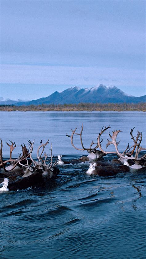 Wallpaper Deer Alaska Kobuk River Bing Microsoft 4k Os 23137