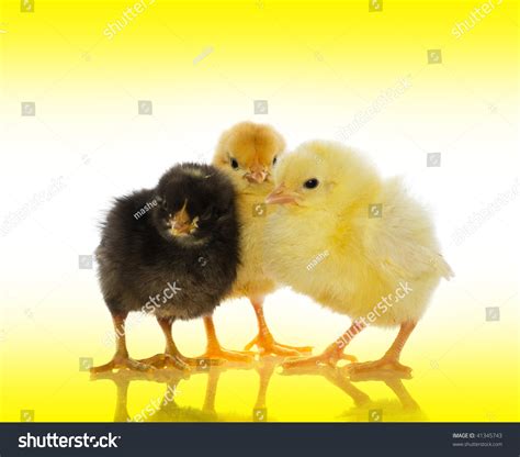 Cute Baby Chicks Over White Background Stock Photo 41345743 Shutterstock