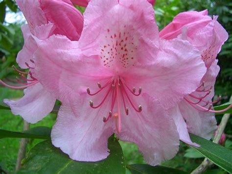 Maybe you would like to learn more about one of these? Rhododendron