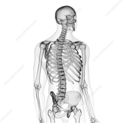 Illustration Of The Human Skeleton Stock Image F0238014 Science