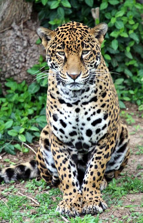 Jaguars, such as this one photographed at omaha's henry doorly zoo and aquarium in the mother stays with them and defends them fiercely from any animal that may approach—even their. Jaguar :: Saint Louis Zoo