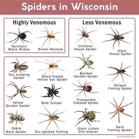 Spiders In Wisconsin List With Pictures
