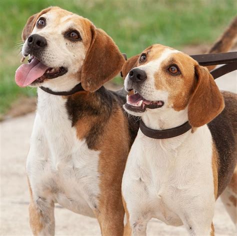 American Foxhound American Foxhound The Fox And The Hound Dog Breeds