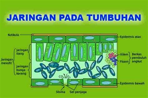 Gambar jaringan permanen, foto oleh seputarilmu.com. √ Inilah 5 Jaringan Pada Tumbuhan & Masing-Masing ...