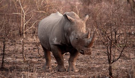 An Update On Rhino Poaching In South Africa Rhino Recovery Fund