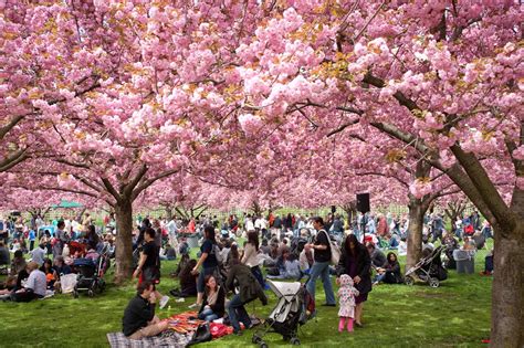 Menurut prediksi, tahun ini bunga sakura di jepang akan mekar pertama kali di akhir maret. Hanami, Tradisi Jepang Sambut Mekarnya Bunga Sakura ...