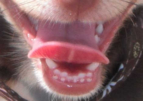 When it comes to dog teething, jennifer coates, dvm, in fort collins, colorado, says, everything, we say, is kind of an average. but while there's no firm. Noah's Animal Hospitals: Dental Awareness