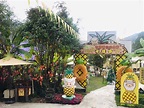 香港錦田有機薈低碳農莊菠蘿園一日遊 - KLOOK客路 台灣