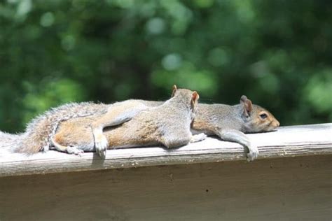 How And Where Do Squirrels Sleep Squirrel Sleeping Habits