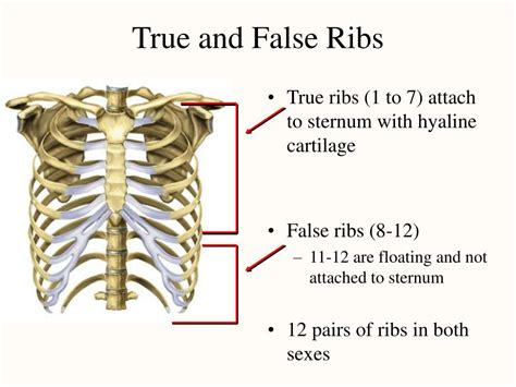 True Ribs And Floating Ribs