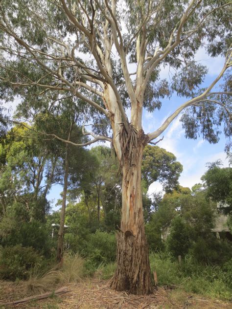 Australian Native Trees Nina Killham