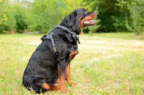 Big Rotty In Custom Leather Dog Harness For Agitation And Protection