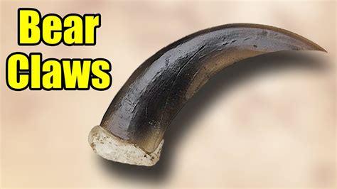 Bear Claws Bear Claw Fun Facts Youtube