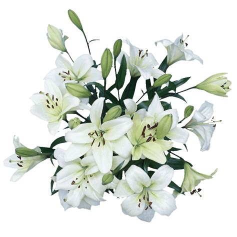 28 Blooms Of White Color Asiatic Lilies 8 Stems Beautiful Fresh Cut