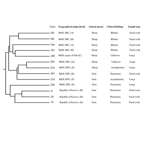 Dendrogram Analysis Of Random Amplified Polymorphic Dna Rapd Results