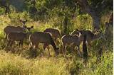 Safari Kruger National Park Photos