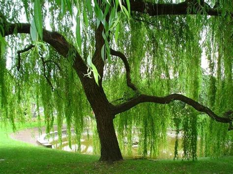 Everything You Need To Know About Weeping Willow Trees Dengarden