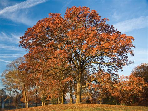 Types Of Oak Trees With Their Bark And Leaves Identification Guide