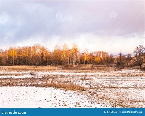 Meadow Under Snow With A Forest On The Horizon In Winter Stock Image