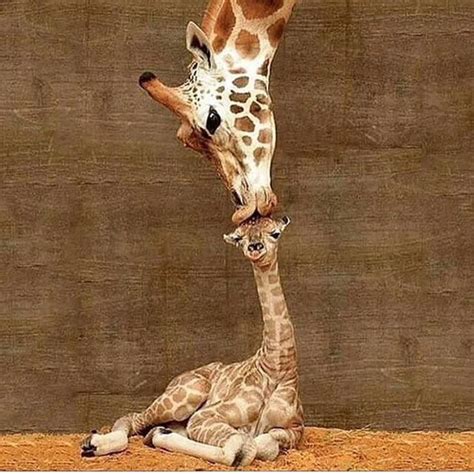Mother And Baby Giraffe Cute Animals Animals Beautiful Giraffe