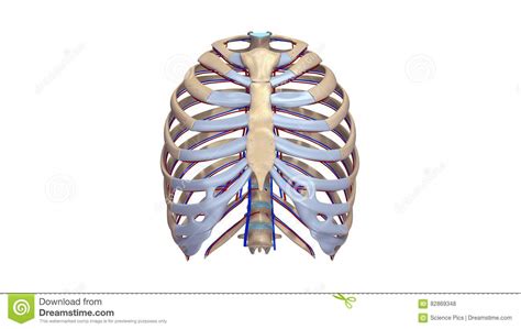 The rib cage is a primarily protective structure, encircling the heart and lungs. Ribs With Blood Vessels Anterior View Stock Illustration ...