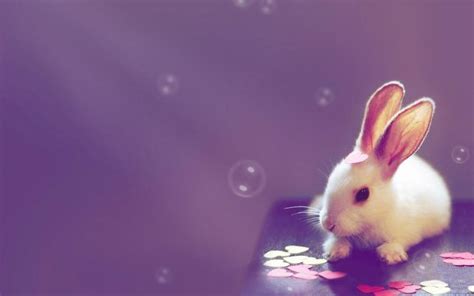 Free Download Cute Bunny Hd Wallpaper Wallpupcom 1920x1080 For Your