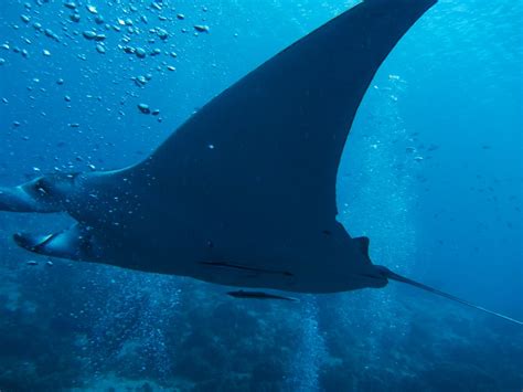 Manta Ray A Very Rare Sight In Bonaire Nocagri Flickr