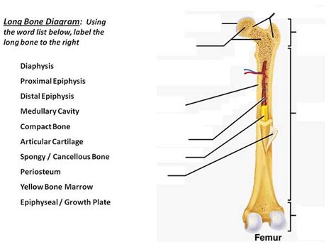 Bone marrow, soft, gelatinous tissue that fills the cavities of the bones. long bone diagram | Flickr - Photo Sharing!