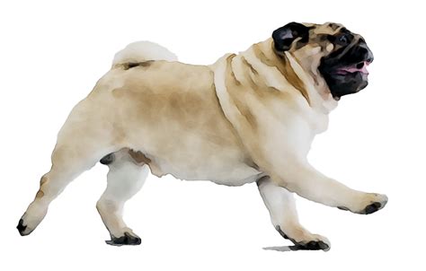 Pug Png Free Download Png All