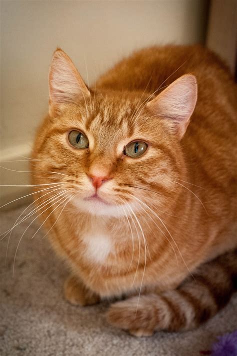 Ginger Watsonia Male Domestic Short Hair Cat In Vic Petrescue