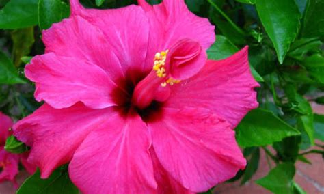 25 Hibiscus Types Youll Love To Grow Epic Gardening 2023