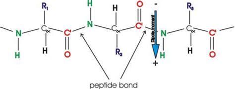 Two or more polypeptides bond and fold into a specific shape to form a particular protein. Polypeptide showing peptide bond, and dipole moment of ...