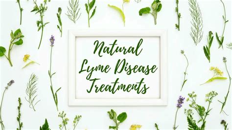 Natural Lyme Disease Treatment 7 Best You Must Try Today