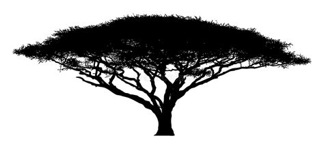 Silhouette Of The Tree Acacia Stock Illustration
