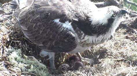 Third Osprey Egg Scottish Wildlife Trust