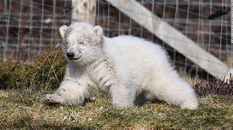 Uk To Get First Glimpse Of New Polar Bear Cub At Scotland Zoo Cnn