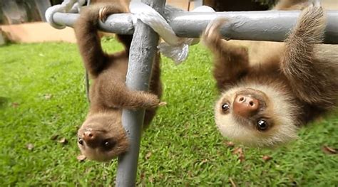 Baby Sloths Talk To Each Other In Adorable Viral Video Watch Now