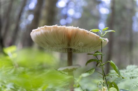 Mushroom Toadstool Is Not Edible Autumn Mushroom Picking Hobbies In