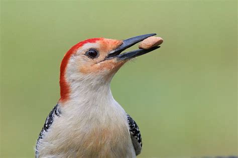 Red Bellied Woodpecker With An Almond Steve Creek Wildlife Photography