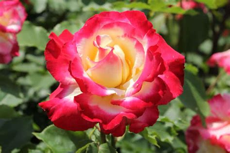 Top 10 Intensely Fragrant Roses In The World The Mysterious World