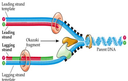 Dna Replication Simple Steps Of Dna Replication In E Coli