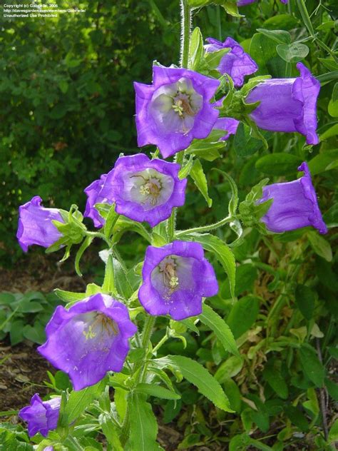 Plantfiles Pictures Campanula Species Bellflower Canterbury Bells