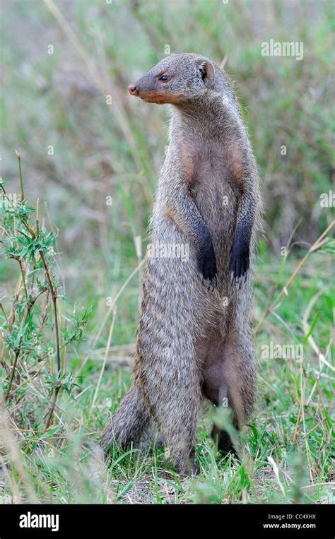 Banded Mongoose Mungos Mungo Adult Standing On Hind Legs Masai Mara