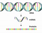 What is mRNA? The messenger molecule that's been in every living cell ...