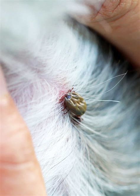 How Do You Remove A Deep Embedded Tick From A Dog